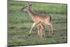 White-tailed deer (Odocoileus virginianus) doe and fawn.-Larry Ditto-Mounted Photographic Print