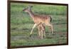 White-tailed deer (Odocoileus virginianus) doe and fawn.-Larry Ditto-Framed Photographic Print