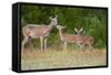 White-Tailed Deer (Odocoileus Virginianus) Doe with Fawns, Texas, USA-Larry Ditto-Framed Stretched Canvas