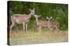 White-Tailed Deer (Odocoileus Virginianus) Doe with Fawns, Texas, USA-Larry Ditto-Stretched Canvas