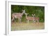 White-Tailed Deer (Odocoileus Virginianus) Doe with Fawns, Texas, USA-Larry Ditto-Framed Photographic Print