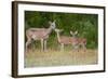 White-Tailed Deer (Odocoileus Virginianus) Doe with Fawns, Texas, USA-Larry Ditto-Framed Photographic Print