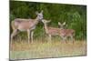 White-Tailed Deer (Odocoileus Virginianus) Doe with Fawns, Texas, USA-Larry Ditto-Mounted Photographic Print