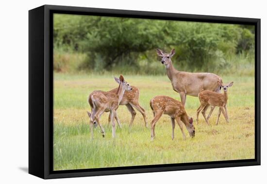 White-Tailed Deer (Odocoileus Virginianus) Doe with Fawns, Texas, USA-Larry Ditto-Framed Stretched Canvas