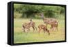 White-Tailed Deer (Odocoileus Virginianus) Doe with Fawns, Texas, USA-Larry Ditto-Framed Stretched Canvas