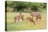 White-Tailed Deer (Odocoileus Virginianus) Doe with Fawns, Texas, USA-Larry Ditto-Stretched Canvas