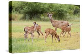 White-Tailed Deer (Odocoileus Virginianus) Doe with Fawns, Texas, USA-Larry Ditto-Stretched Canvas