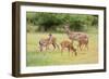 White-Tailed Deer (Odocoileus Virginianus) Doe with Fawns, Texas, USA-Larry Ditto-Framed Photographic Print