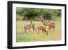 White-Tailed Deer (Odocoileus Virginianus) Doe with Fawns, Texas, USA-Larry Ditto-Framed Photographic Print