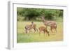 White-Tailed Deer (Odocoileus Virginianus) Doe with Fawns, Texas, USA-Larry Ditto-Framed Photographic Print