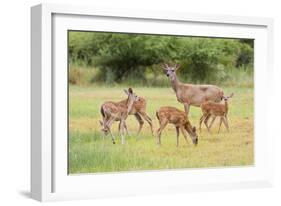 White-Tailed Deer (Odocoileus Virginianus) Doe with Fawns, Texas, USA-Larry Ditto-Framed Photographic Print