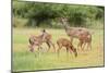 White-Tailed Deer (Odocoileus Virginianus) Doe with Fawns, Texas, USA-Larry Ditto-Mounted Photographic Print