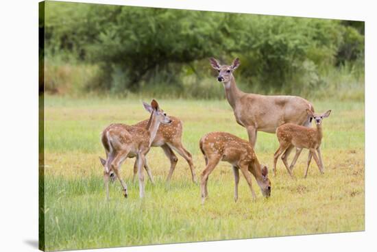 White-Tailed Deer (Odocoileus Virginianus) Doe with Fawns, Texas, USA-Larry Ditto-Stretched Canvas