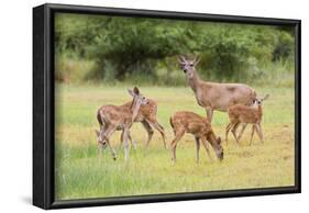 White-Tailed Deer (Odocoileus Virginianus) Doe with Fawns, Texas, USA-Larry Ditto-Framed Photographic Print