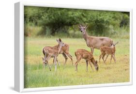 White-Tailed Deer (Odocoileus Virginianus) Doe with Fawns, Texas, USA-Larry Ditto-Framed Photographic Print