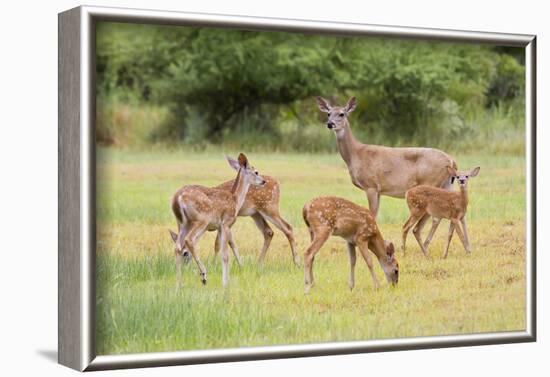 White-Tailed Deer (Odocoileus Virginianus) Doe with Fawns, Texas, USA-Larry Ditto-Framed Photographic Print