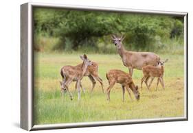 White-Tailed Deer (Odocoileus Virginianus) Doe with Fawns, Texas, USA-Larry Ditto-Framed Photographic Print