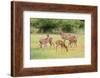 White-Tailed Deer (Odocoileus Virginianus) Doe with Fawns, Texas, USA-Larry Ditto-Framed Photographic Print