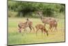 White-Tailed Deer (Odocoileus Virginianus) Doe with Fawns, Texas, USA-Larry Ditto-Mounted Photographic Print