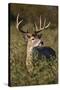 White-tailed Deer (Odocoileus Virginianus) dominant male-Larry Ditto-Stretched Canvas