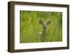 White-tailed Deer (Odocoileus virginianus) fawn, standing in long grass, North Dakota, USA july-Daphne Kinzler-Framed Photographic Print