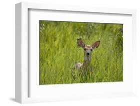 White-tailed Deer (Odocoileus virginianus) fawn, standing in long grass, North Dakota, USA july-Daphne Kinzler-Framed Photographic Print