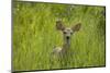 White-tailed Deer (Odocoileus virginianus) fawn, standing in long grass, North Dakota, USA july-Daphne Kinzler-Mounted Photographic Print