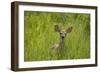 White-tailed Deer (Odocoileus virginianus) fawn, standing in long grass, North Dakota, USA july-Daphne Kinzler-Framed Photographic Print