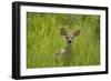 White-tailed Deer (Odocoileus virginianus) fawn, standing in long grass, North Dakota, USA july-Daphne Kinzler-Framed Photographic Print