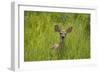 White-tailed Deer (Odocoileus virginianus) fawn, standing in long grass, North Dakota, USA july-Daphne Kinzler-Framed Photographic Print