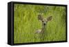 White-tailed Deer (Odocoileus virginianus) fawn, standing in long grass, North Dakota, USA july-Daphne Kinzler-Framed Stretched Canvas