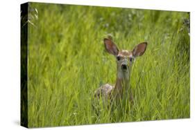 White-tailed Deer (Odocoileus virginianus) fawn, standing in long grass, North Dakota, USA july-Daphne Kinzler-Stretched Canvas