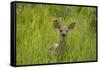 White-tailed Deer (Odocoileus virginianus) fawn, standing in long grass, North Dakota, USA july-Daphne Kinzler-Framed Stretched Canvas