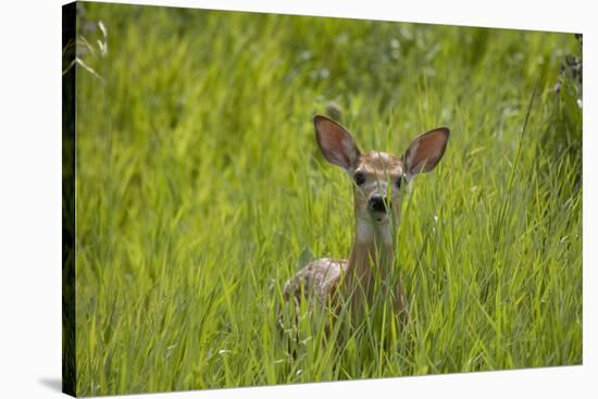White-tailed Deer (Odocoileus virginianus) fawn, standing in long grass, North Dakota, USA july-Daphne Kinzler-Stretched Canvas