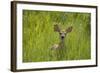 White-tailed Deer (Odocoileus virginianus) fawn, standing in long grass, North Dakota, USA july-Daphne Kinzler-Framed Photographic Print