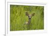 White-tailed Deer (Odocoileus virginianus) fawn, standing in long grass, North Dakota, USA july-Daphne Kinzler-Framed Photographic Print