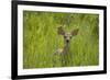 White-tailed Deer (Odocoileus virginianus) fawn, standing in long grass, North Dakota, USA july-Daphne Kinzler-Framed Photographic Print