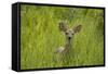 White-tailed Deer (Odocoileus virginianus) fawn, standing in long grass, North Dakota, USA july-Daphne Kinzler-Framed Stretched Canvas