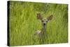 White-tailed Deer (Odocoileus virginianus) fawn, standing in long grass, North Dakota, USA july-Daphne Kinzler-Stretched Canvas