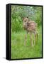 White-tailed Deer (Odocoileus virginianus) fawn, standing in meadow, Minnesota, USA-Jurgen & Christine Sohns-Framed Stretched Canvas