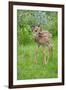 White-tailed Deer (Odocoileus virginianus) fawn, standing in meadow, Minnesota, USA-Jurgen & Christine Sohns-Framed Photographic Print