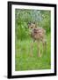 White-tailed Deer (Odocoileus virginianus) fawn, standing in meadow, Minnesota, USA-Jurgen & Christine Sohns-Framed Photographic Print