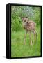 White-tailed Deer (Odocoileus virginianus) fawn, standing in meadow, Minnesota, USA-Jurgen & Christine Sohns-Framed Stretched Canvas