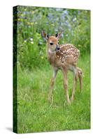 White-tailed Deer (Odocoileus virginianus) fawn, standing in meadow, Minnesota, USA-Jurgen & Christine Sohns-Stretched Canvas