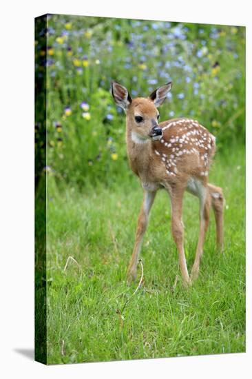 White-tailed Deer (Odocoileus virginianus) fawn, standing in meadow, Minnesota, USA-Jurgen & Christine Sohns-Stretched Canvas