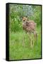 White-tailed Deer (Odocoileus virginianus) fawn, standing in meadow, Minnesota, USA-Jurgen & Christine Sohns-Framed Stretched Canvas