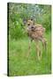 White-tailed Deer (Odocoileus virginianus) fawn, standing in meadow, Minnesota, USA-Jurgen & Christine Sohns-Stretched Canvas