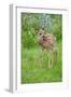 White-tailed Deer (Odocoileus virginianus) fawn, standing in meadow, Minnesota, USA-Jurgen & Christine Sohns-Framed Premium Photographic Print