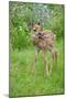 White-tailed Deer (Odocoileus virginianus) fawn, standing in meadow, Minnesota, USA-Jurgen & Christine Sohns-Mounted Premium Photographic Print