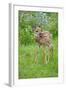 White-tailed Deer (Odocoileus virginianus) fawn, standing in meadow, Minnesota, USA-Jurgen & Christine Sohns-Framed Photographic Print